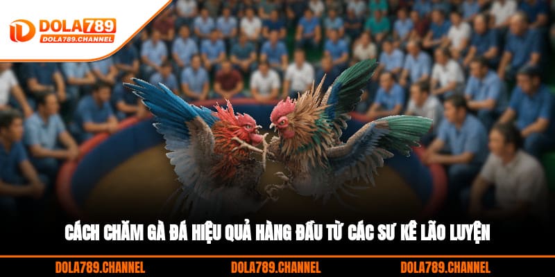 Cách Chăm Gà Đá Hiệu Quả Hàng Đầu Từ Các Sư Kê Lão Luyện Cách Chăm Gà Đá Hiệu Quả Hàng Đầu Từ Các Sư Kê Lão Luyện