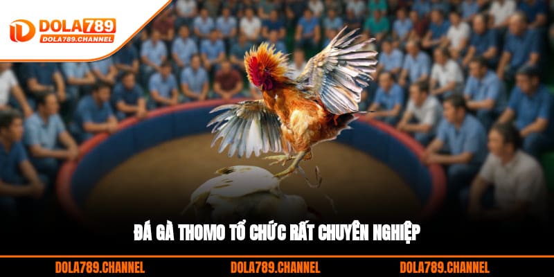 Đá gà thomo tổ chức rất chuyên nghiệp Đá gà thomo tổ chức rất chuyên nghiệp