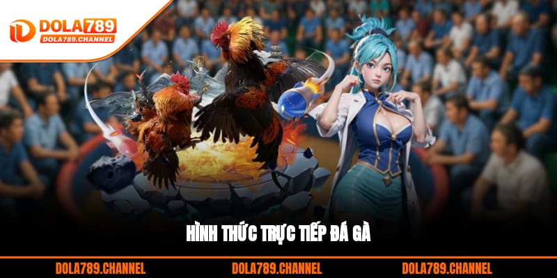 Hình thức trực tiếp đá gà