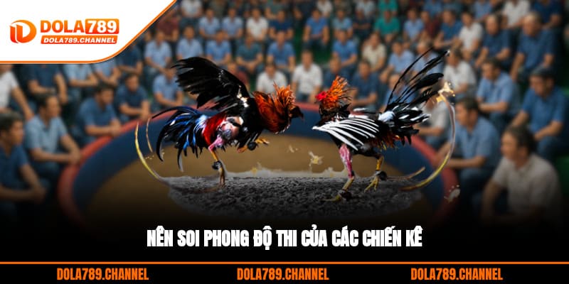 Nên soi phong độ thi của các chiến kê