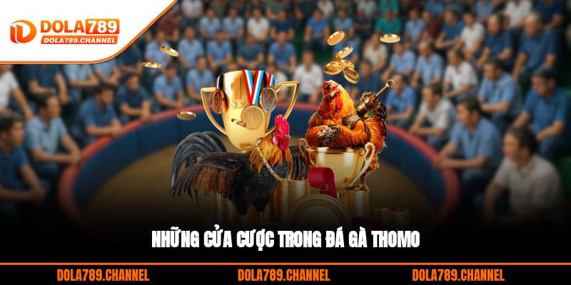Những cửa cược trong đá gà thomo Những cửa cược trong đá gà thomo