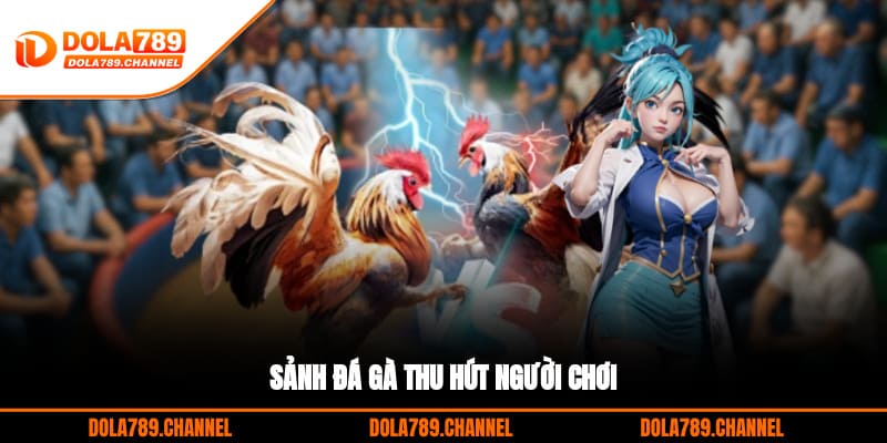 Sảnh đá gà thu hút người chơi