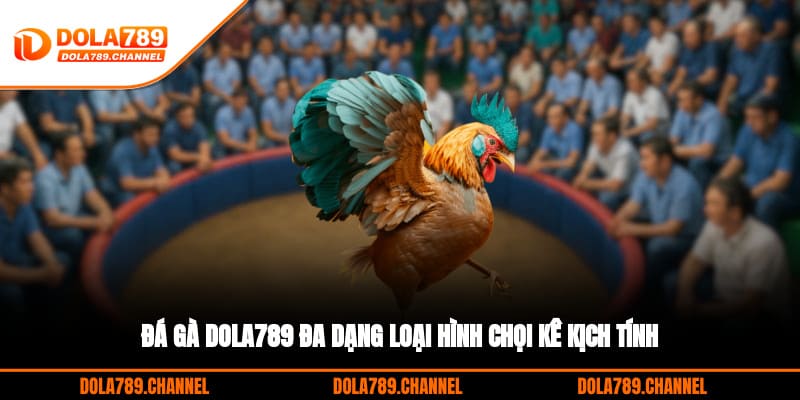 Đá gà DOLA789 đa dạng loại hình chọi kê kịch tính