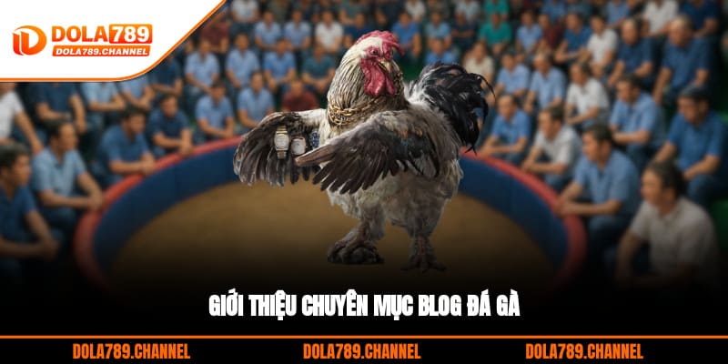 Giới thiệu chuyên mục Blog đá gà